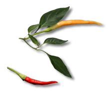 fresh-peppers.png